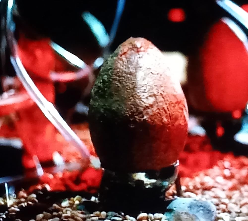 ジュラシック・シティの画像