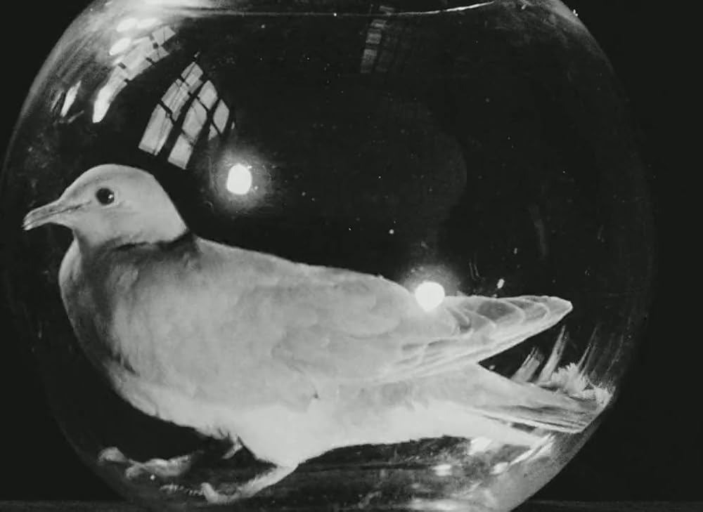 オペラ・ムッフの画像