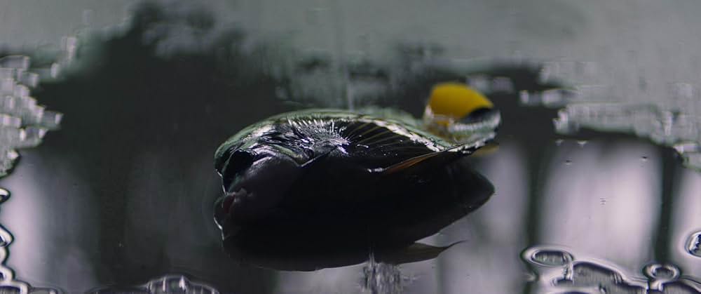 インサイドの画像