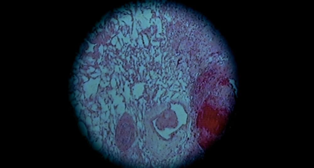 ガーゴイルの画像