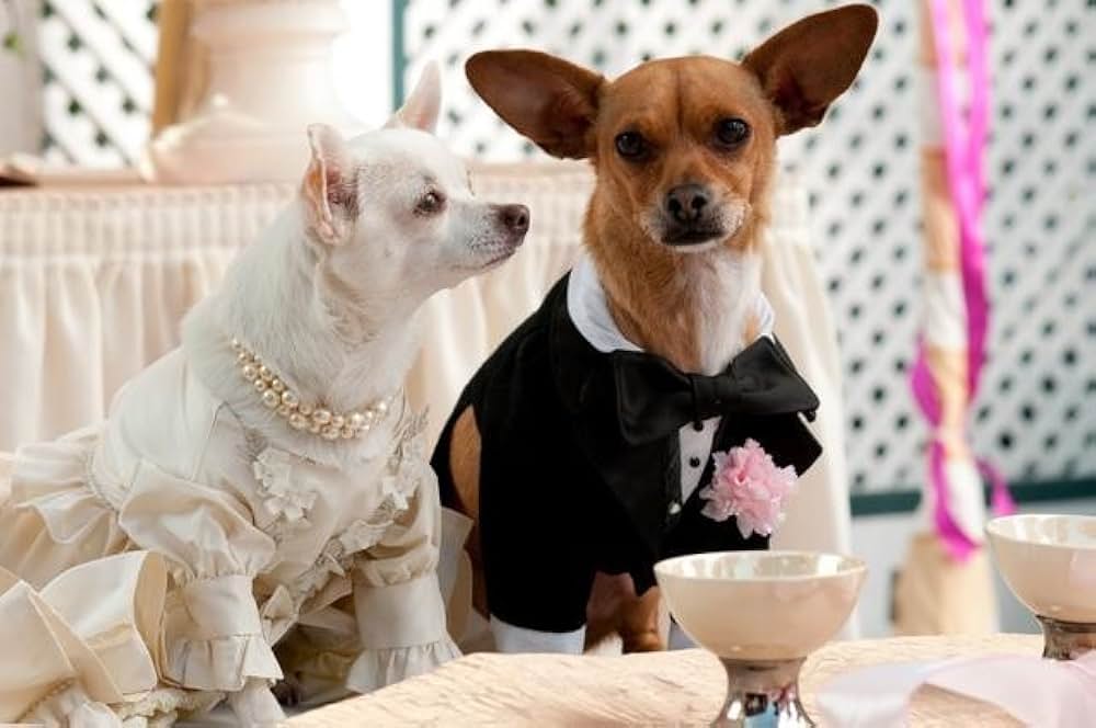 ビバリーヒルズ・チワワ2の写真