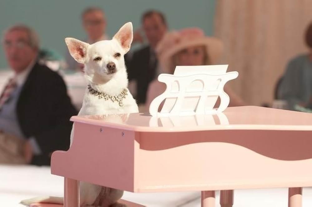 ビバリーヒルズ・チワワ2の画像