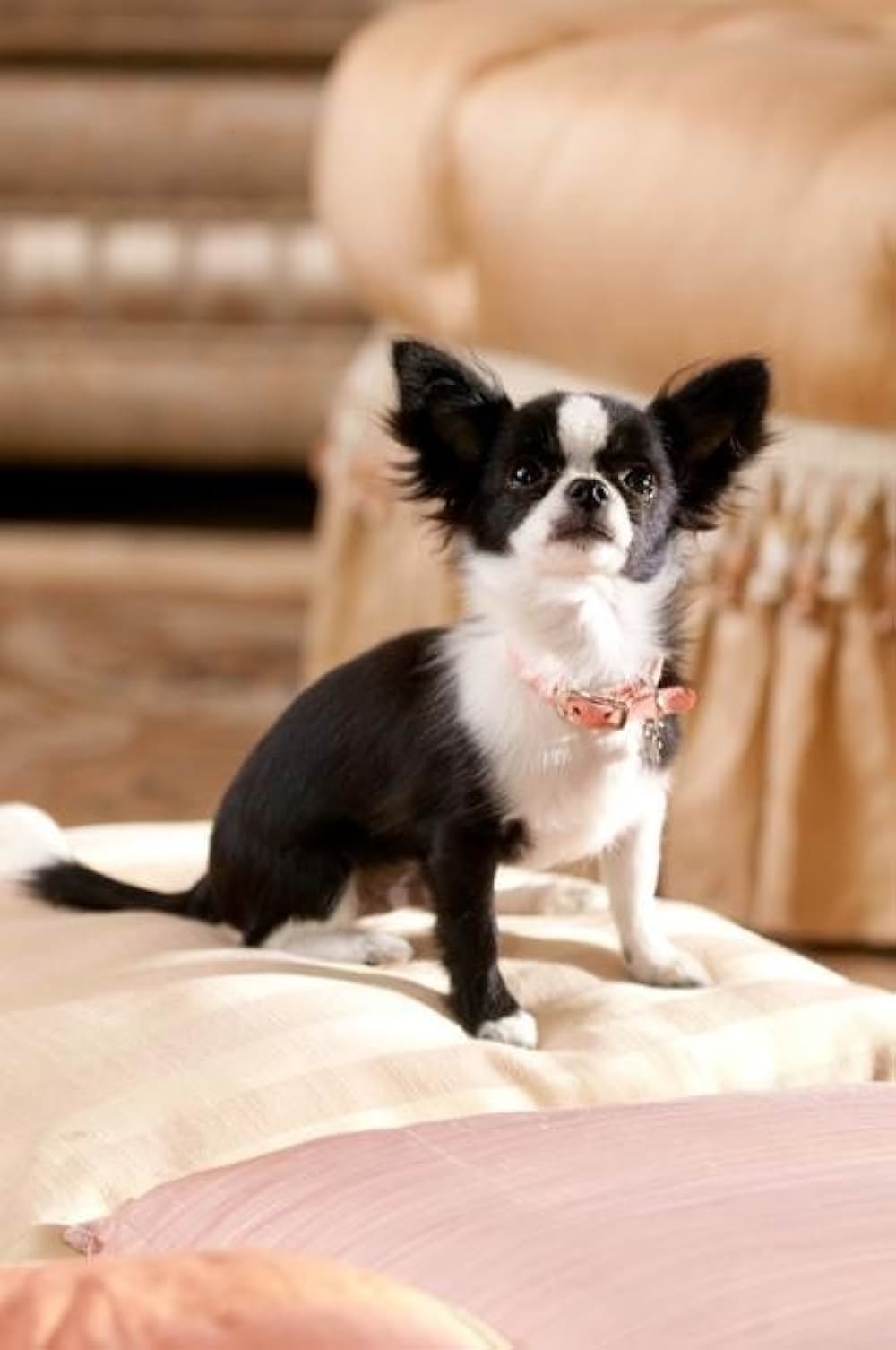 ビバリーヒルズ・チワワ2の画像