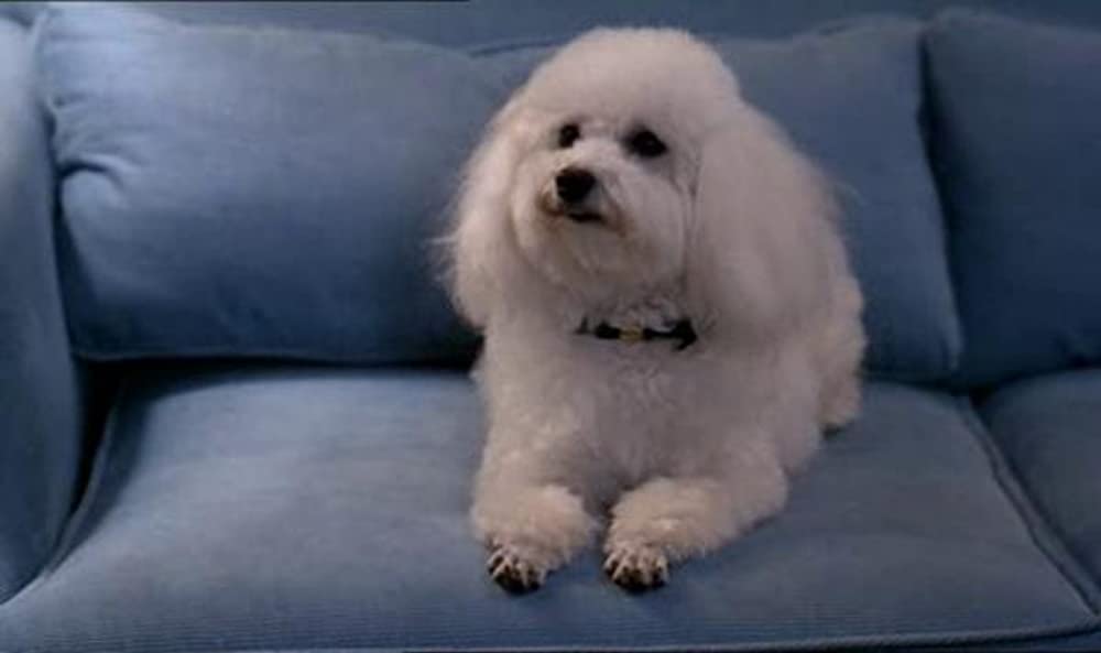 星の王子ニューヨークへ行くの画像