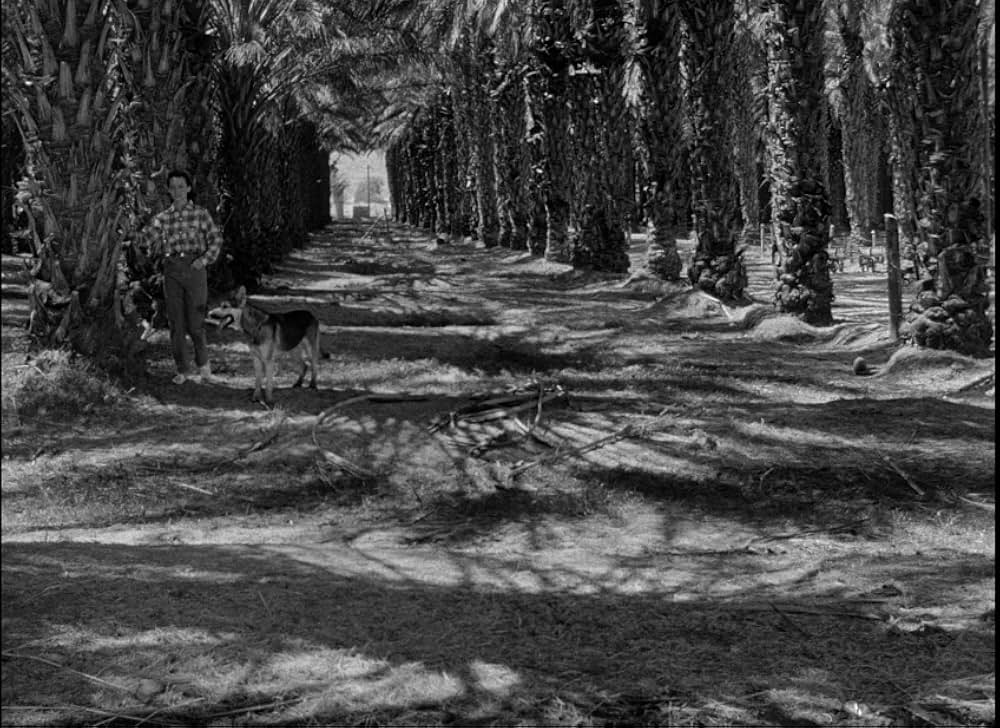百万の眼を持つ刺客の写真