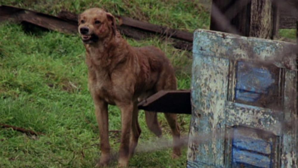 怒りの群れの画像