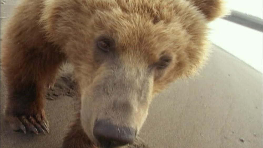 グリズリーマンの画像