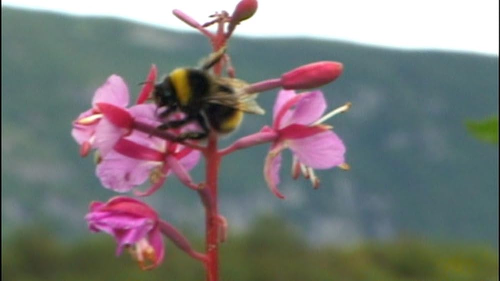 グリズリーマンの画像