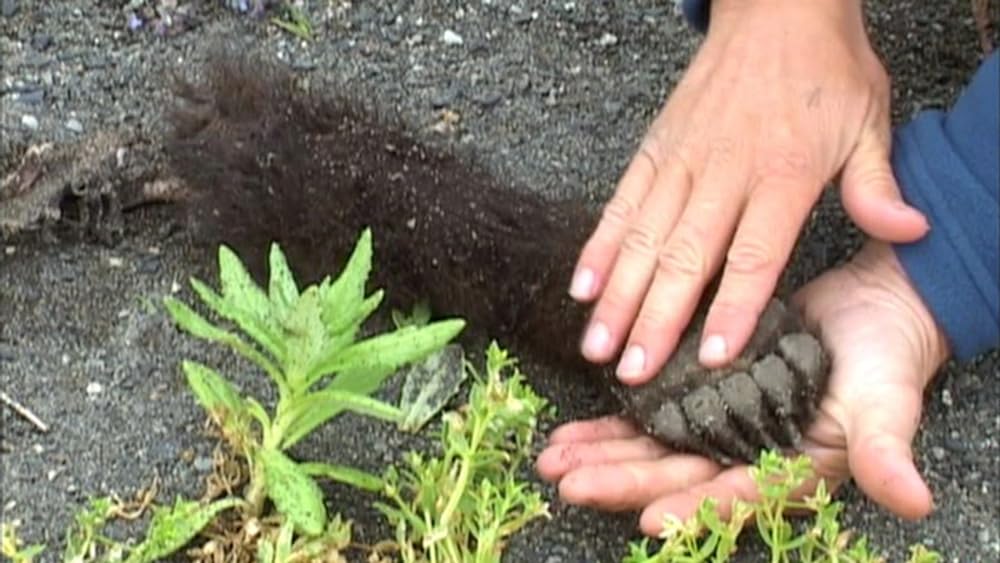 グリズリーマンの画像