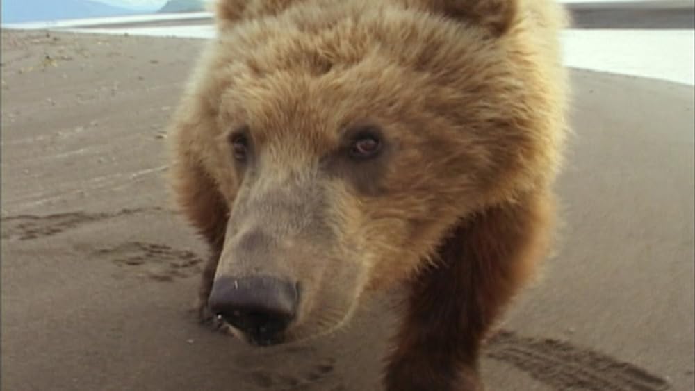 グリズリーマンの画像