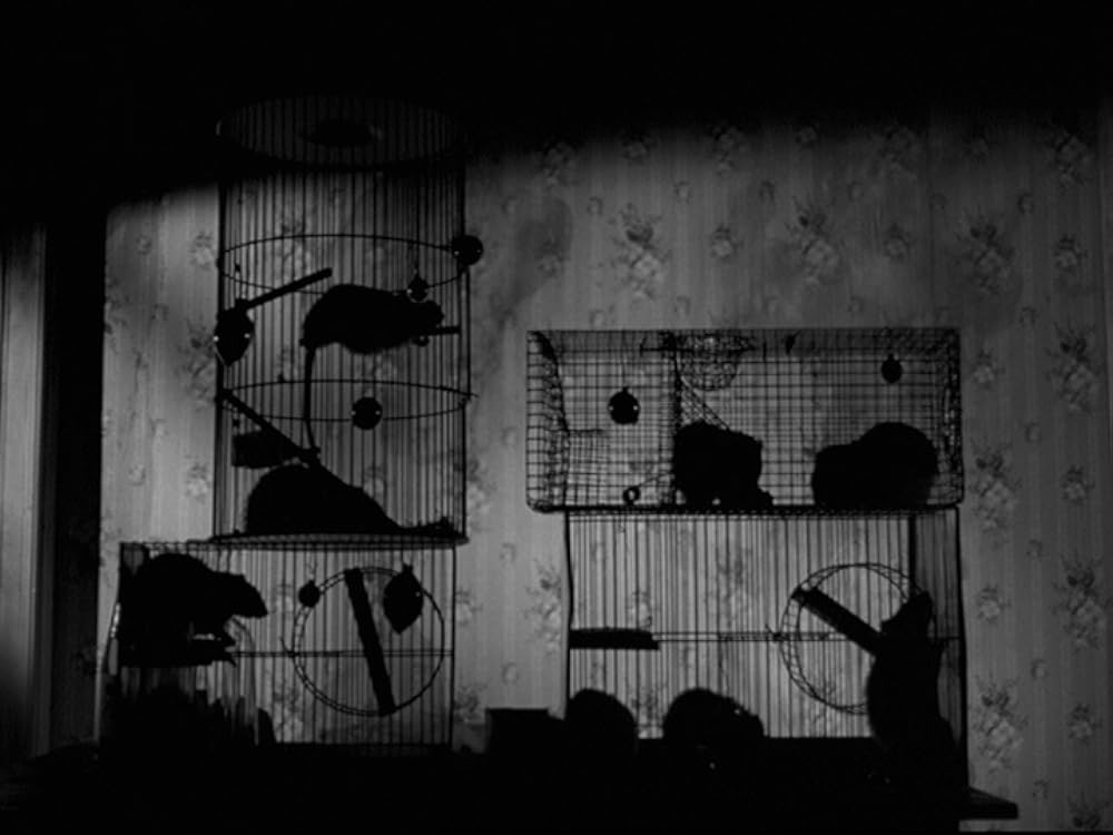 Blast of Silence（原題）の画像