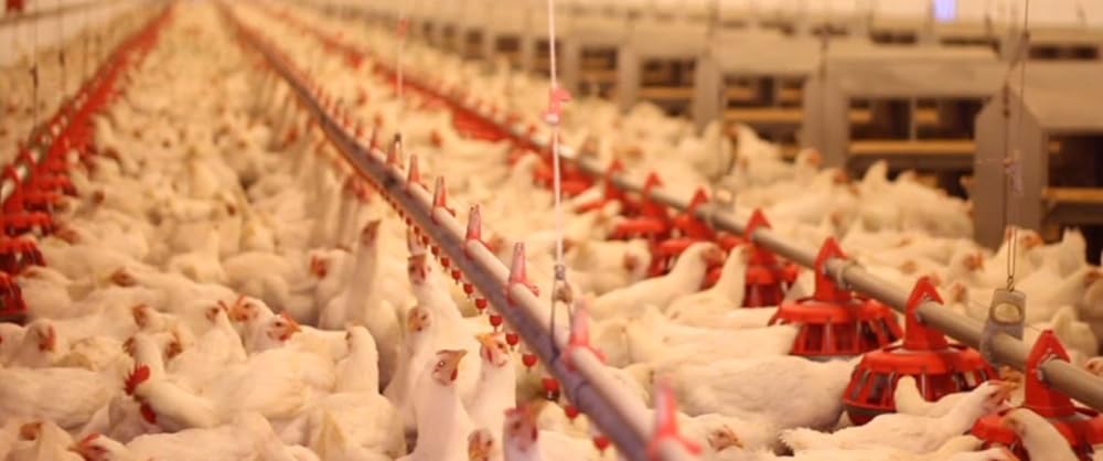 Cowspiracy: サステイナビリティ（持続可能性）の秘密の画像