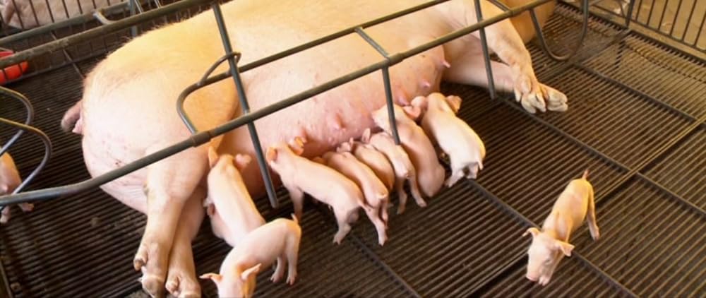 Cowspiracy: サステイナビリティ（持続可能性）の秘密の画像