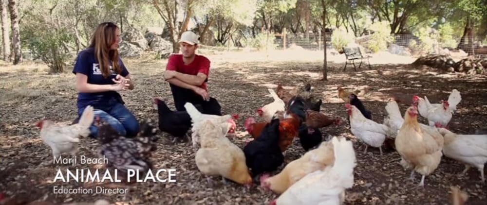 Cowspiracy: サステイナビリティ（持続可能性）の秘密の画像