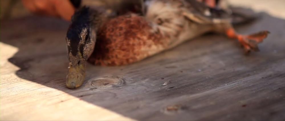 Cowspiracy: サステイナビリティ（持続可能性）の秘密の画像