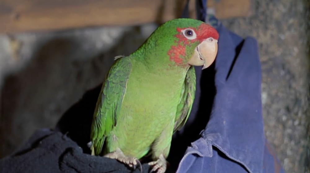 ナイトビジターの画像