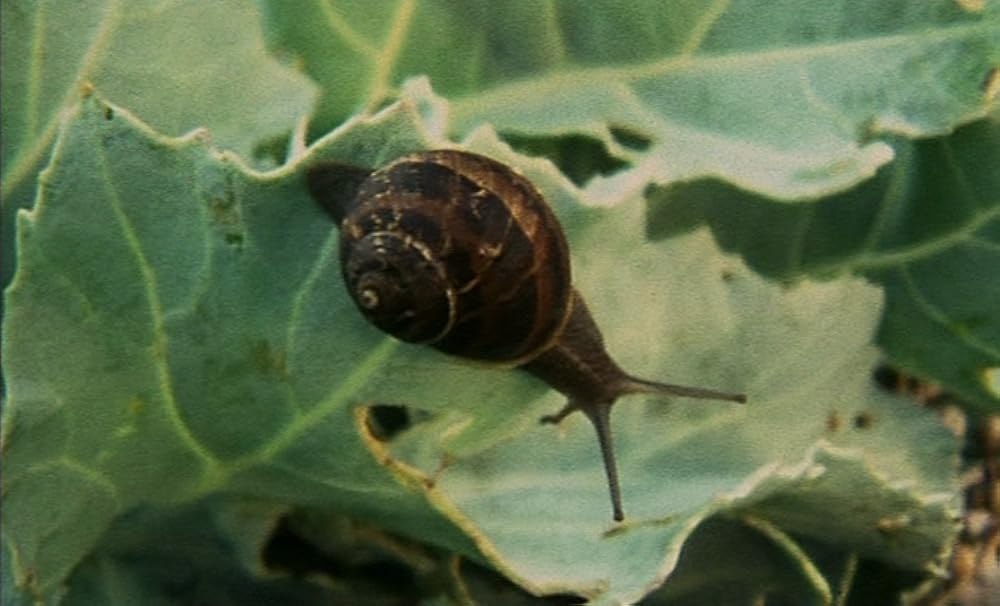 ザ・ガーデンの画像