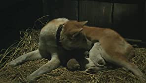 ハチ公物語の画像