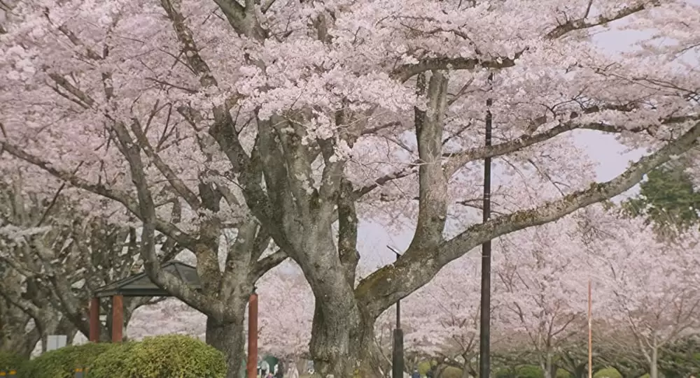 愛唄 ―約束のナクヒト―の画像
