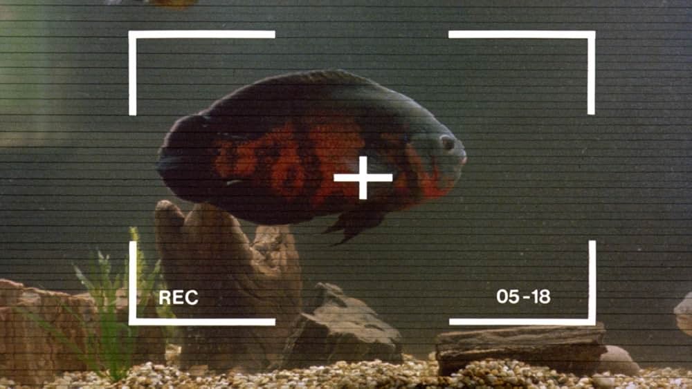 マイキーの画像