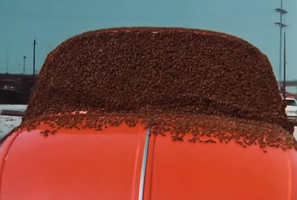 キラー・ビーの画像