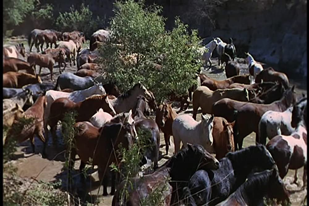 エル・ドラドの画像