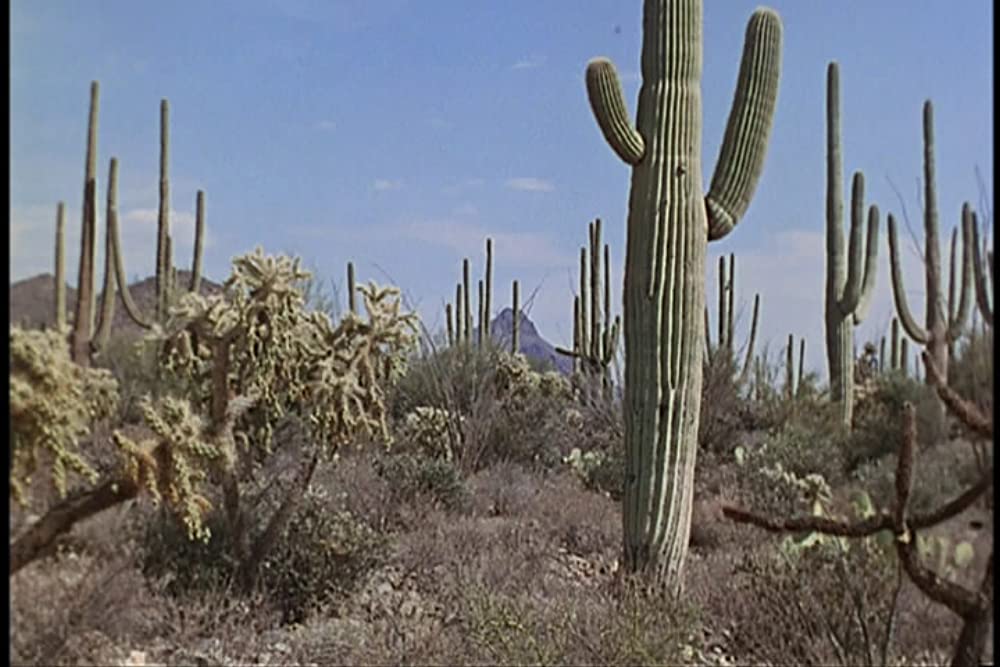 エル・ドラドの画像