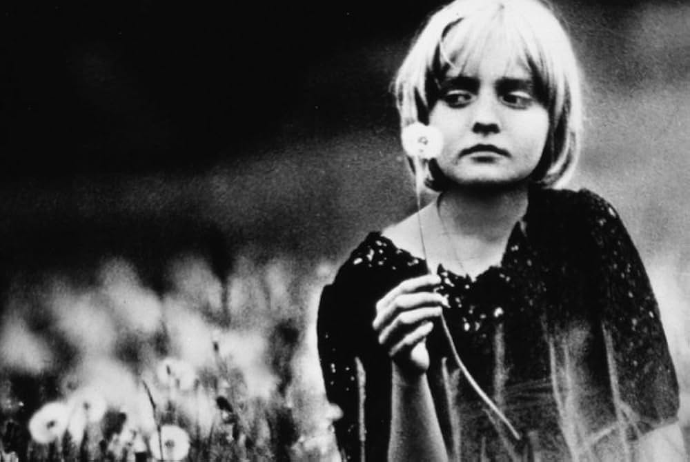 白樺の林の画像