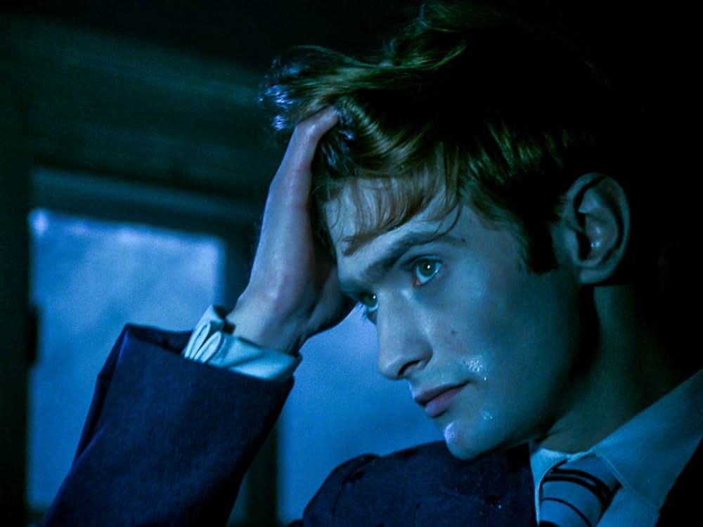 白樺の林の画像