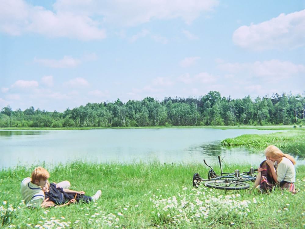 白樺の林の画像