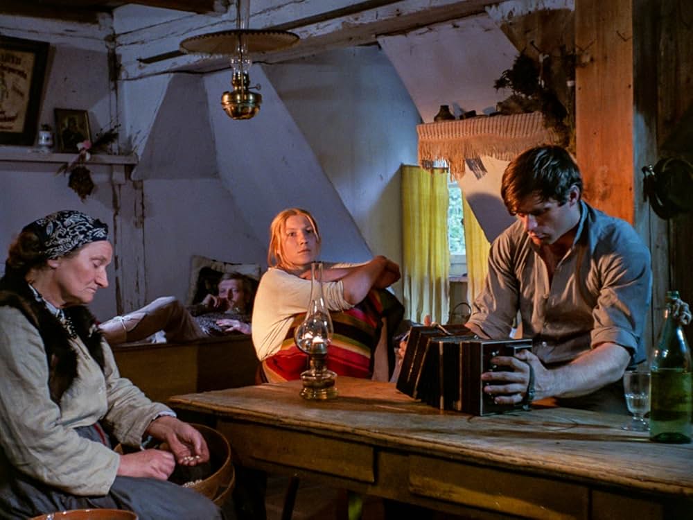 白樺の林の画像