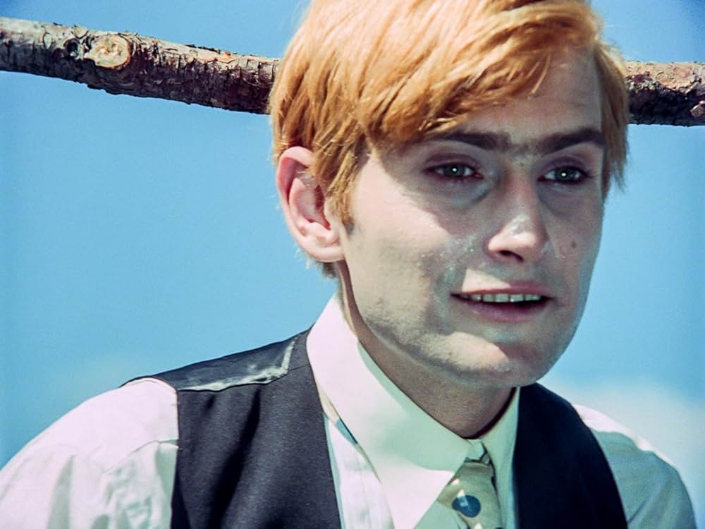 白樺の林の画像