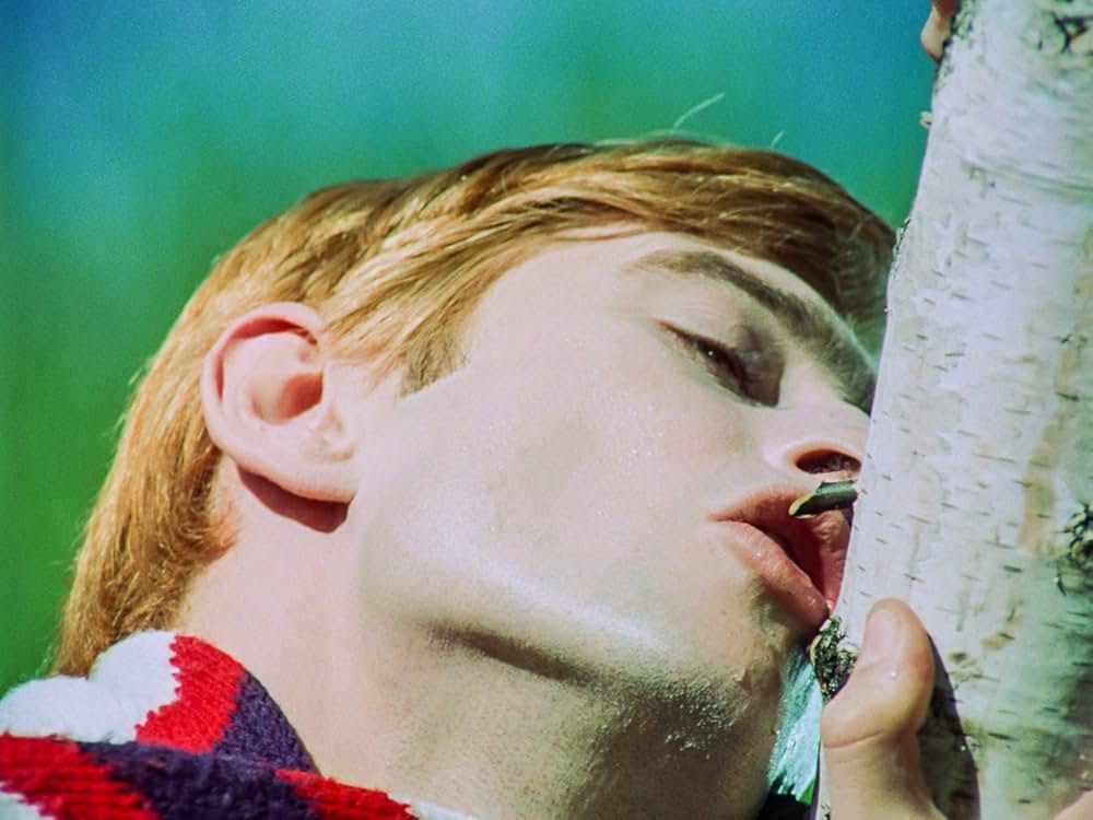 白樺の林の画像