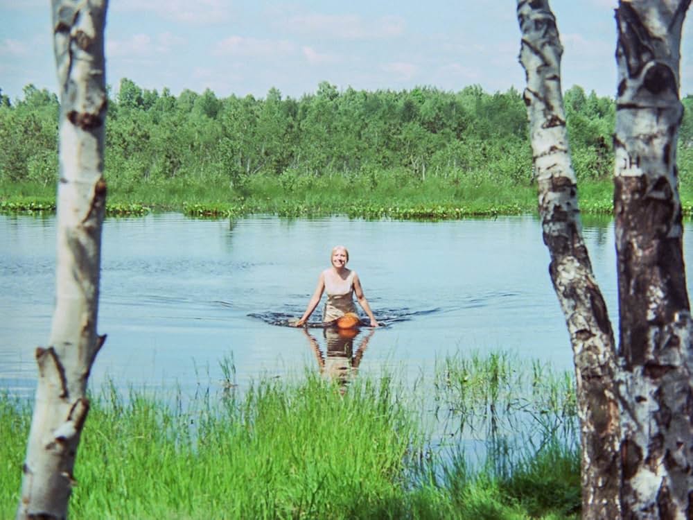 白樺の林の画像