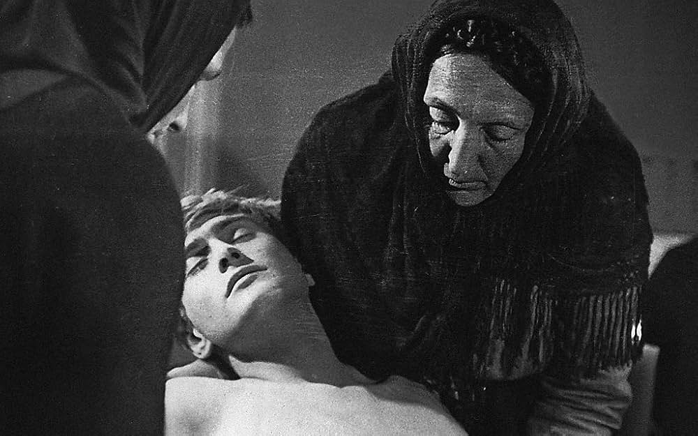 白樺の林の画像