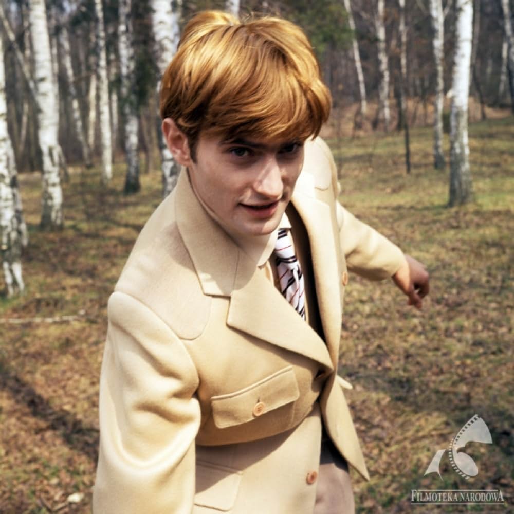 白樺の林の画像