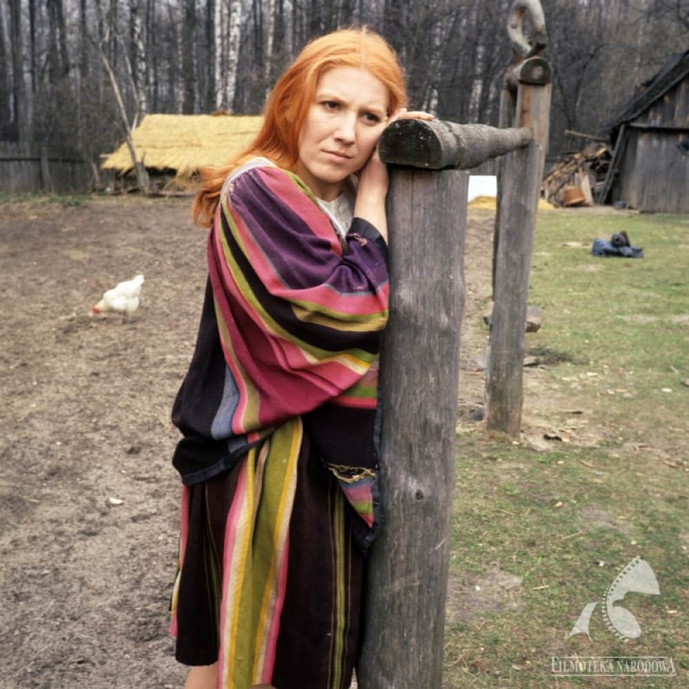 白樺の林の画像