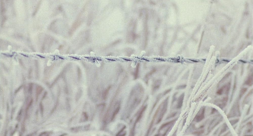 インディアン・ランナーの画像