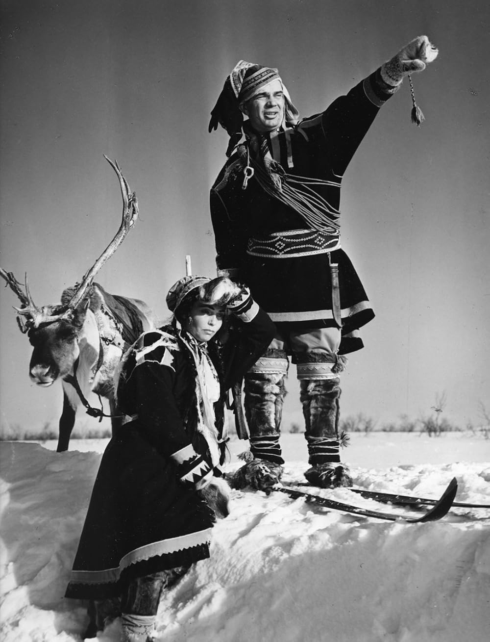 白いトナカイの画像