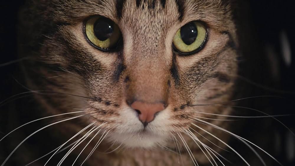 教えて？ ネコのココロの画像