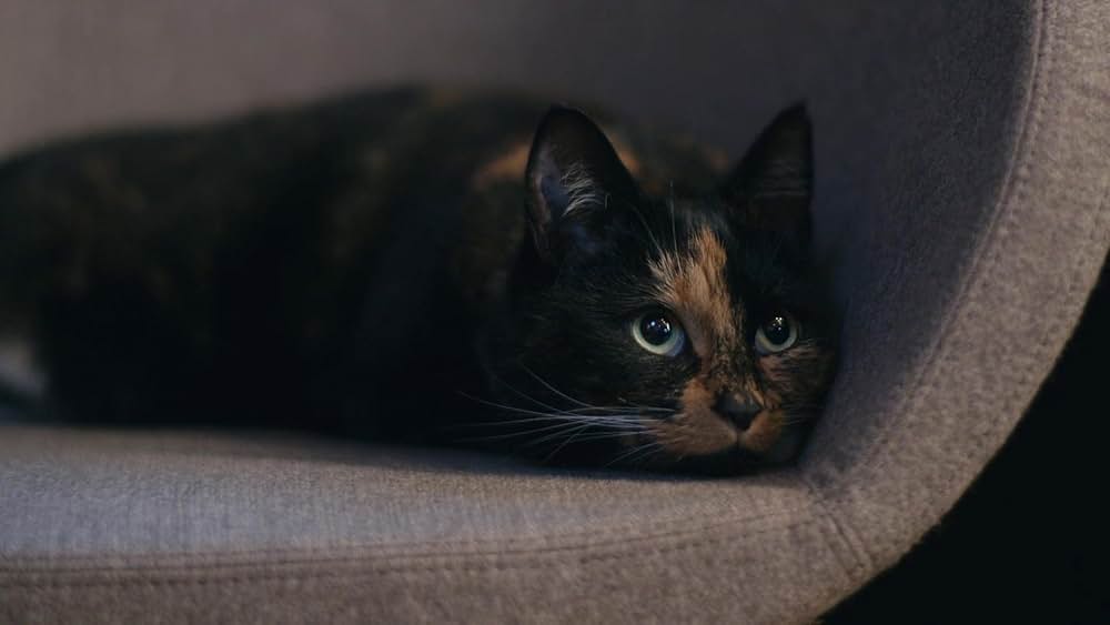 教えて？ ネコのココロの画像