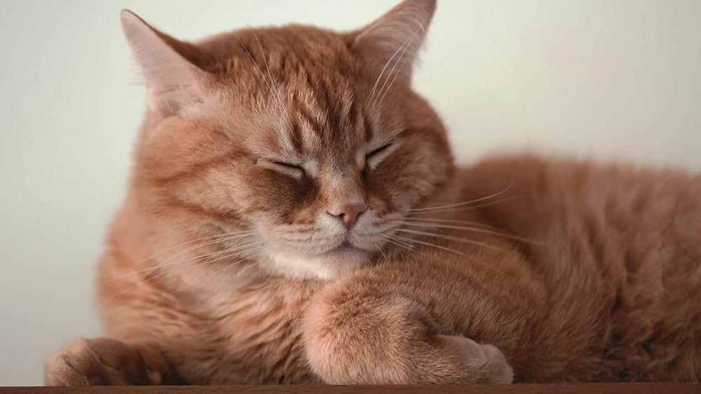 教えて？ ネコのココロの画像