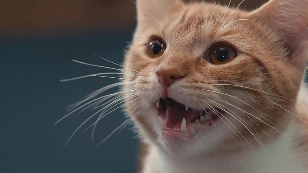 教えて？ ネコのココロの画像