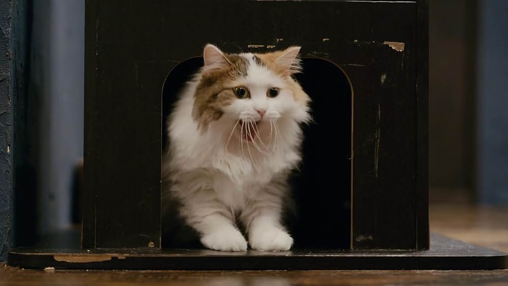 教えて？ ネコのココロの画像