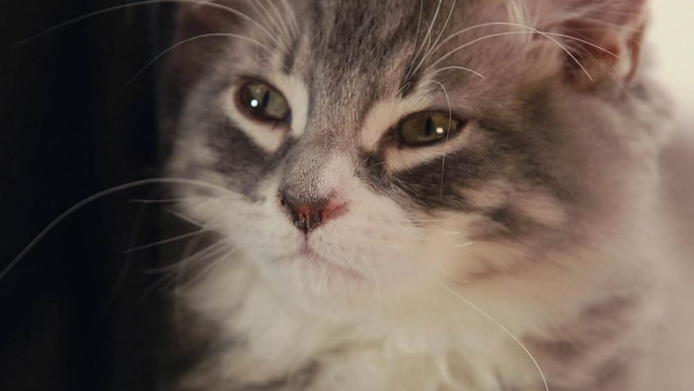 教えて？ ネコのココロの画像