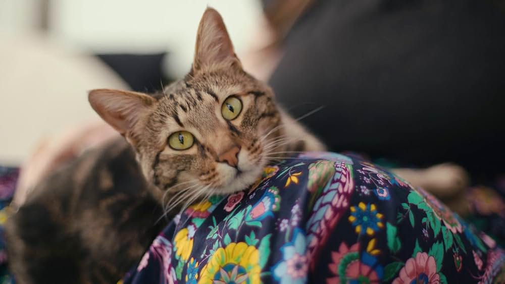 教えて？ ネコのココロの画像