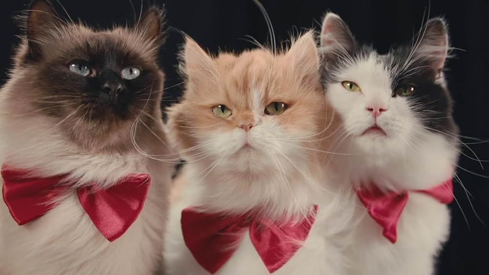 教えて？ ネコのココロの画像