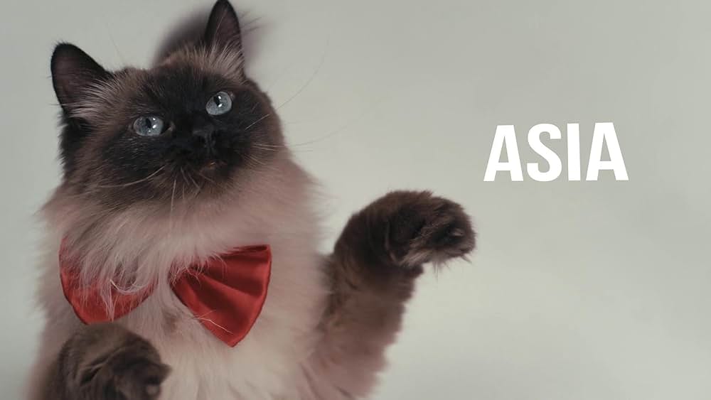 教えて？ ネコのココロの画像