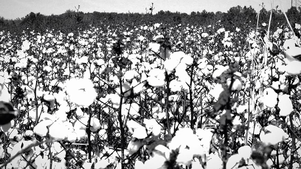 ココモ・シティの画像