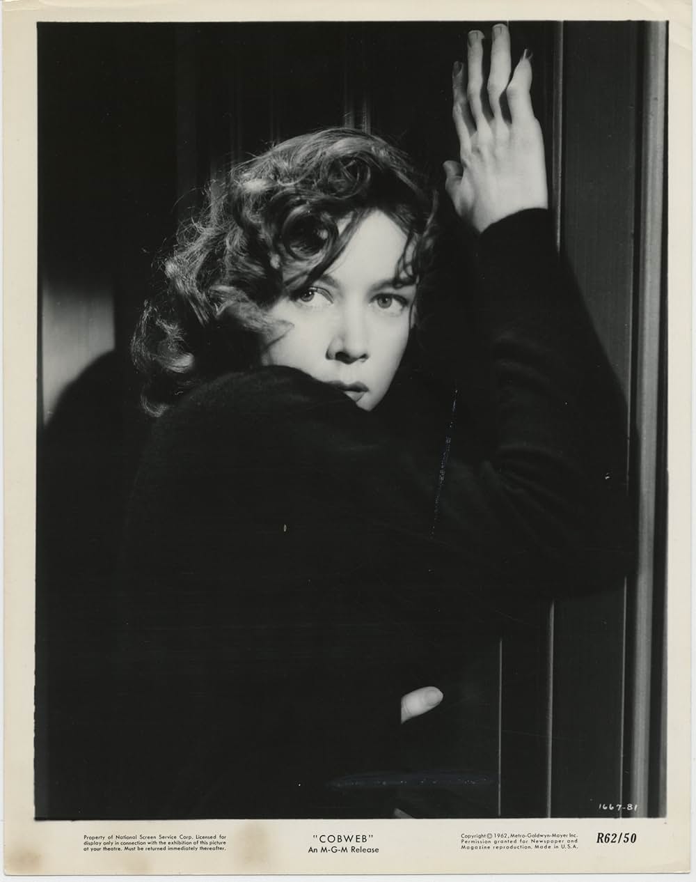 蜘蛛の巣の画像